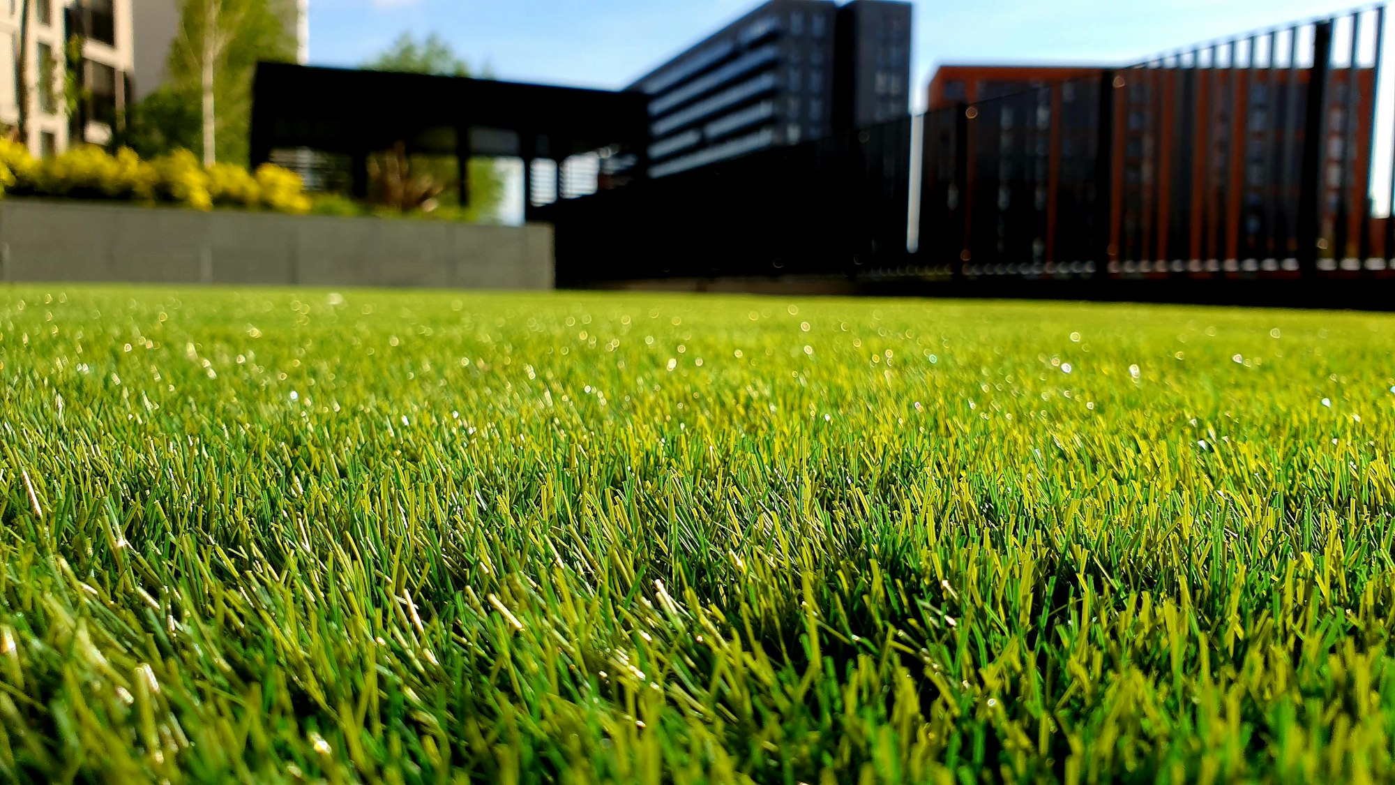 Beautiful lawn